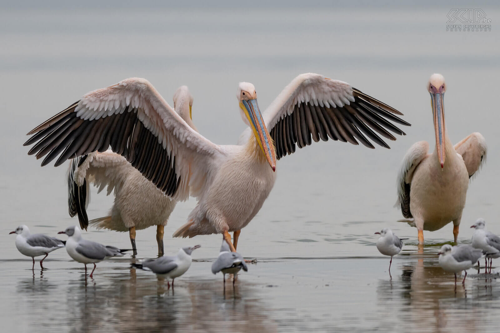 Soysambu - Roze pelikaan  Stefan Cruysberghs